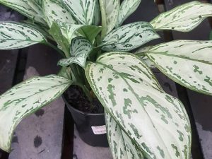Aglaonema Mix
