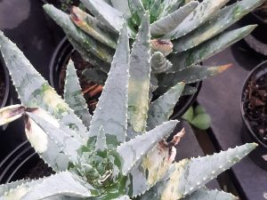 Aloe Vera