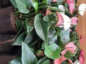 Anthurium
