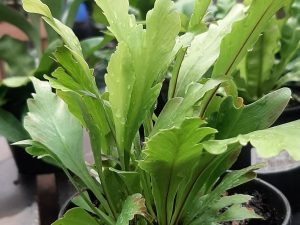 Asplenium (Sm)