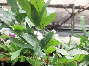 Asplenium Nidus