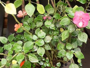 Beacon Impatiens
