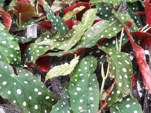 Dotted Begonia