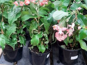 Dragonwing Begonia