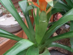 Bromeliad