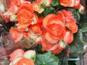Begonia Orange