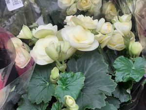 Begonia White