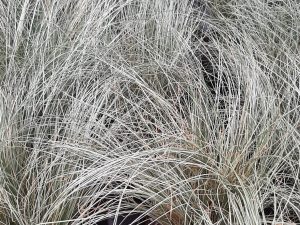 Carex Amazon Mist