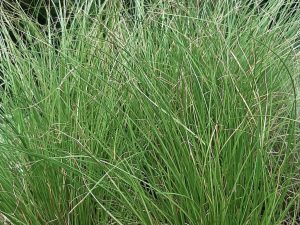 Carex Phoenix Grass