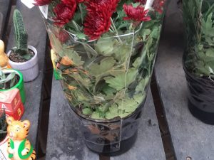 Chrysanthemum Maroon