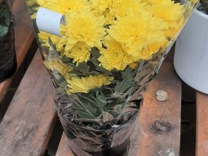 Chrysanthemum Yellow