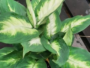 Dieffenbachia
