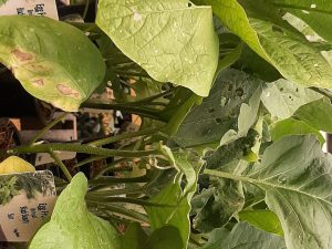 Black Beauty Brinjal
