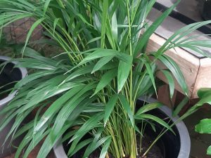 Eggplant (Premium XL)