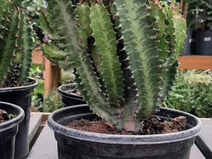 Euphorbia Trigona