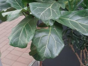 Ficus Lyrata (Fiddle Leaf)
