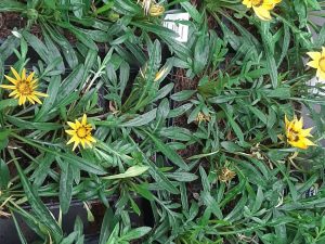Gazania Yellow Sun