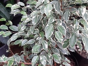 Ficus Golden King (Lg)