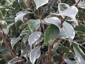 Ficus Golden King (Md)