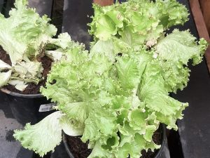 Herb Mix (Small)