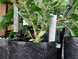 High-Grade Foliage Mix