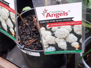 Hydrangea Annabelle