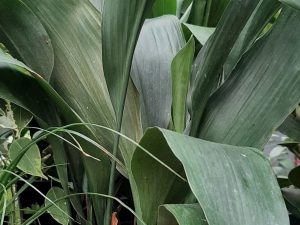 Latizia Leaf