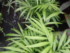 Philodendron 'Love'