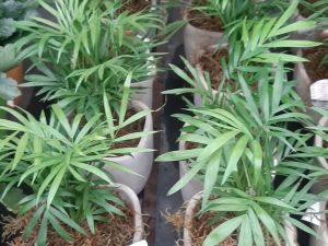 Love Palm in Ceramic