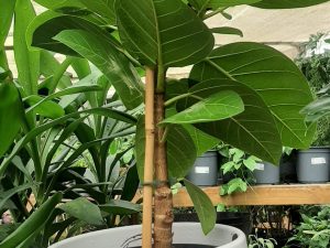 Monstera Deliciosa (S)