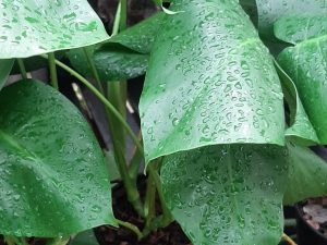 Monstera Deliciosa (L)