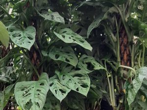 Monstera Deliciosa (XL)