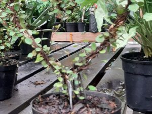 Muehlenbeckia