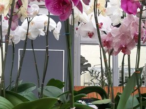 Orchid Maroon
