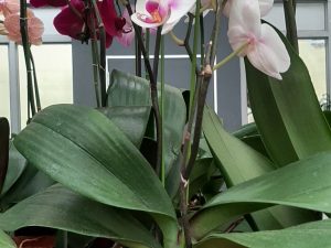 Orchid Purple