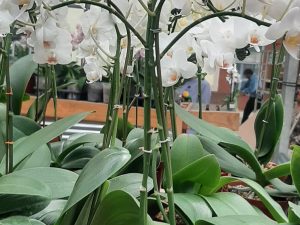 Orchid White