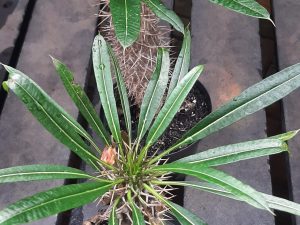 Pachypodium