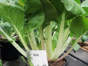 Pak Choi