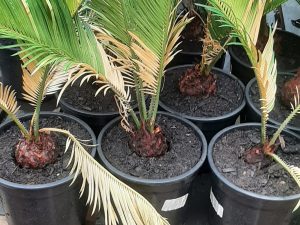 Decorative Palm (Lg)