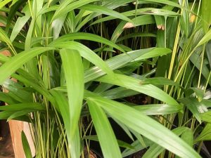 Palm Green (Med)