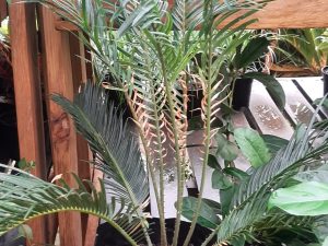Premium Palm Plant
