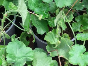 Pelargonium