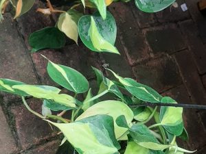 Philodendron