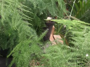 Asparagus Fern