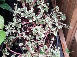 Portulaca