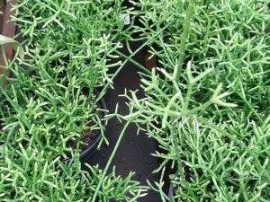 Rhipsalis Green