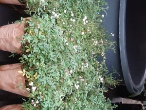 Rose Bush Mix