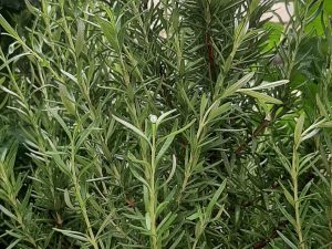 Rosemary Barbecue