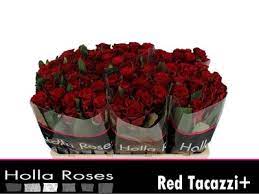 Red Tacazzi Rose