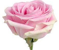 Rosita Vendella Rose